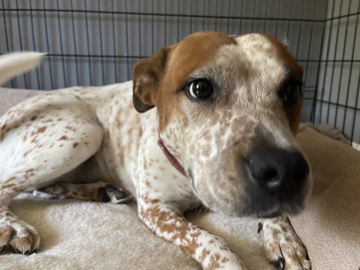 Megan’s Boxer Blue Heeler dog named Piper laying on her dog bed